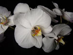 Phalaenopsis10 Orchids - Phalaenopsis